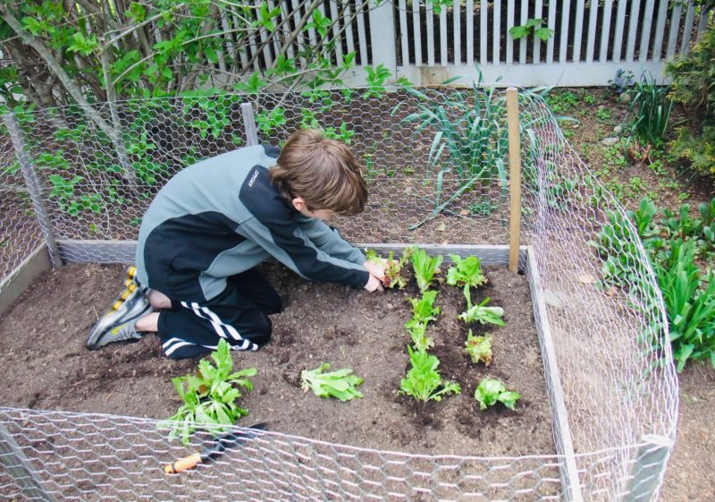 Plant an organic vegetable garden. 