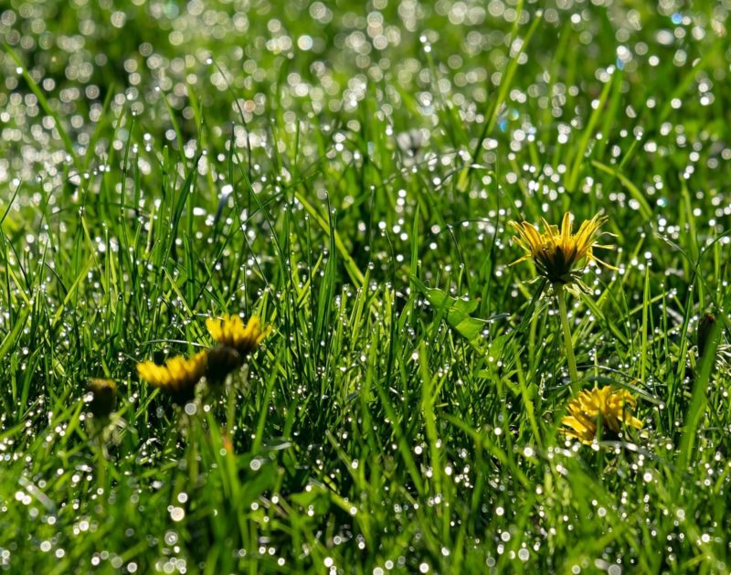 Use natural pesticides to rid your lawn of dandelions.