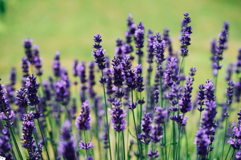 Lavender can act as a natural mosquito repellent when crushed and applied to skin.