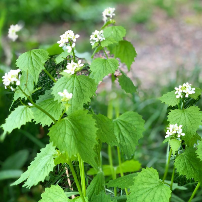 Green Terms and Phrases: Garlic mustard is an example of an invasive plant species.