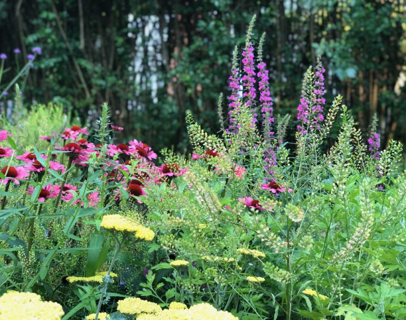 Green terms and phrases: This garden uses native plant species for its region.