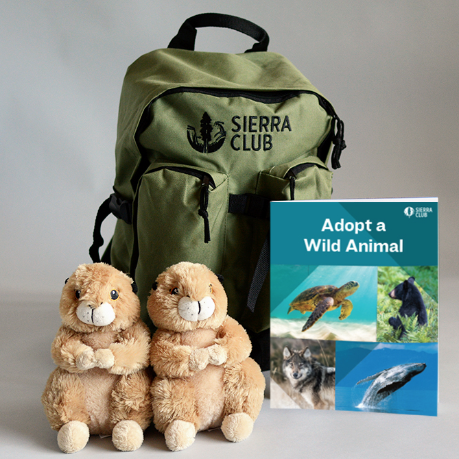 Symbolic adoption kits: gifts for good that protect wildlife AND are cute! 