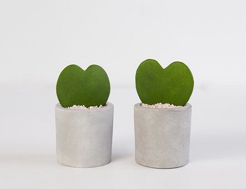Mini Hoya heart plants are adorable eco-friendly party decorations (and favors)! Source: Bouqs