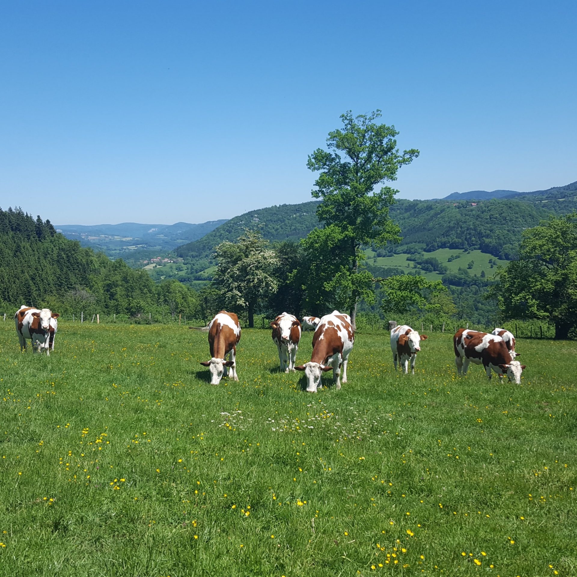 Big Meat and Dairy's Unsavory Pushback on Climate Action Green That Life