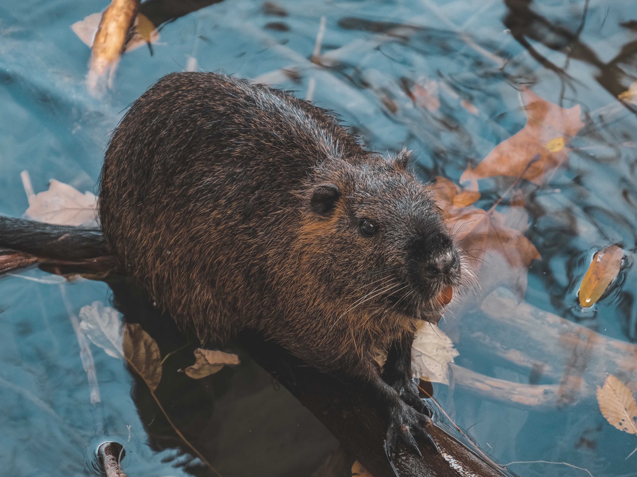 Green Terms and Phrases: The beaver is an example of a keystone species.